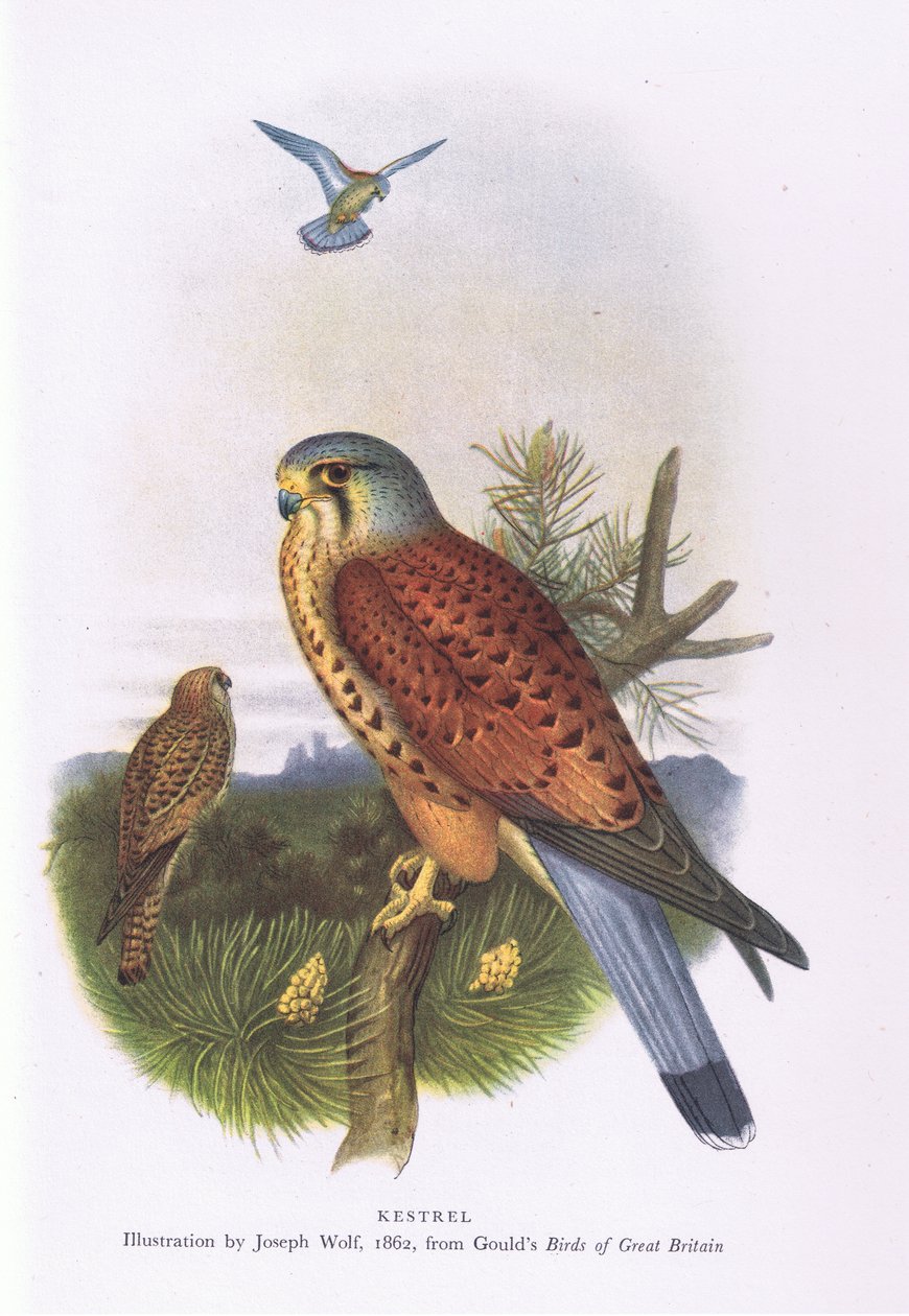 Kestrel, Nature in Britain, Collins, 1946 alkotó: Joseph Wolf