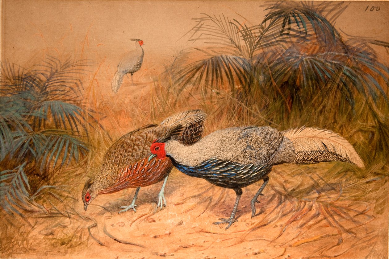 Vonalos kaleege (Euplpcamus lineatus), 1851-76 körül (wc és ceruza papíron) alkotó: Joseph Wolf