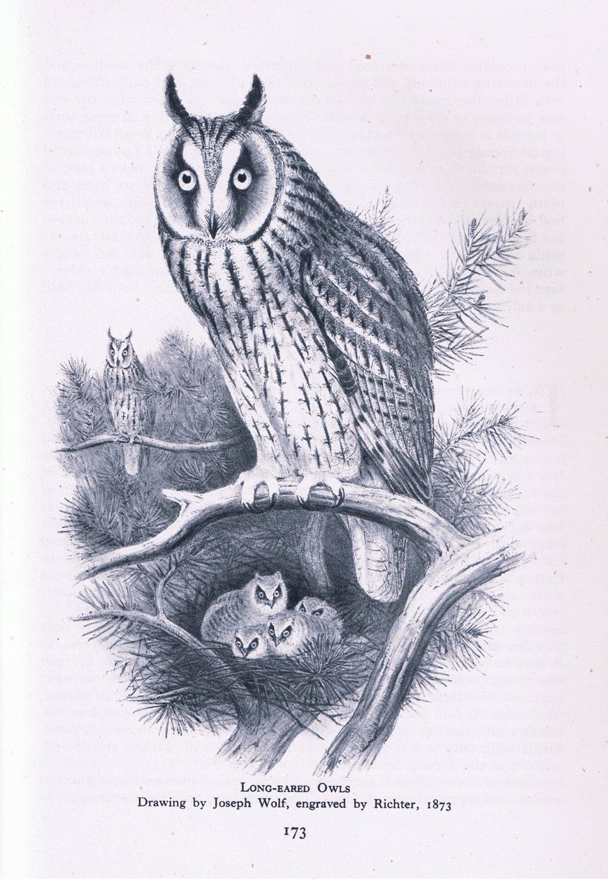 Long Eared Owl, Nature in Britain, Collins, 1946 alkotó: Joseph Wolf
