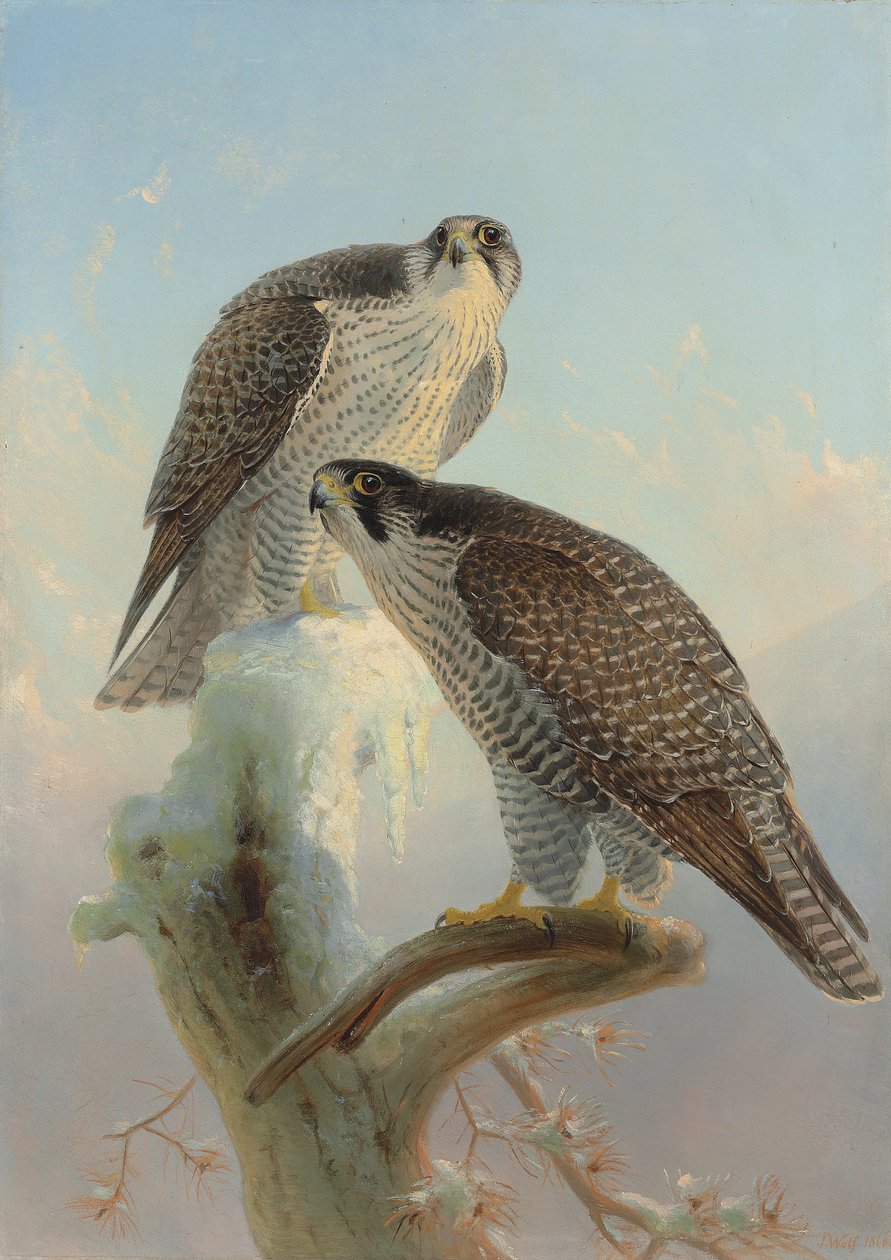 Norvég gyrfalcon, 1866 alkotó: Joseph Wolf