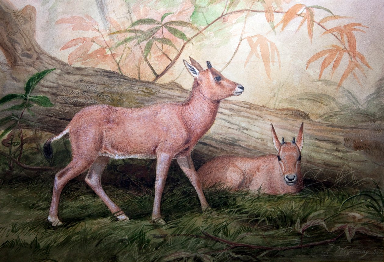 Scimitar Horned Oryx borjak, 1850 körül alkotó: Joseph Wolf