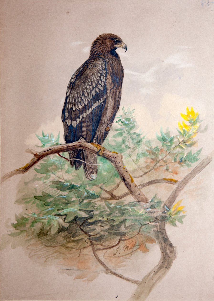 rétisas (Aquila clanga), 1856-67 alkotó: Joseph Wolf