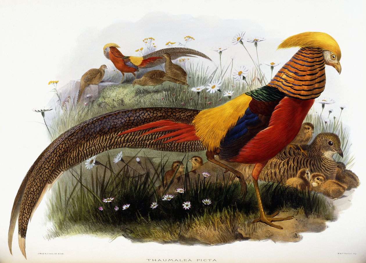 Thaumalea Picta alkotó: Joseph Wolf