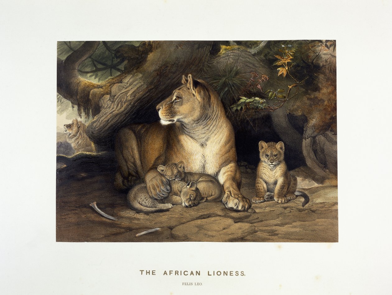 Az afrikai oroszlán, 1880-1883 körül alkotó: Joseph Wolf