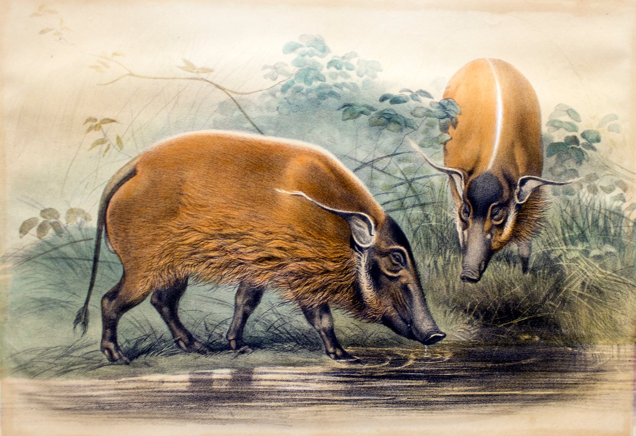 A Vörös-folyó disznó, 1865 alkotó: Joseph Wolf
