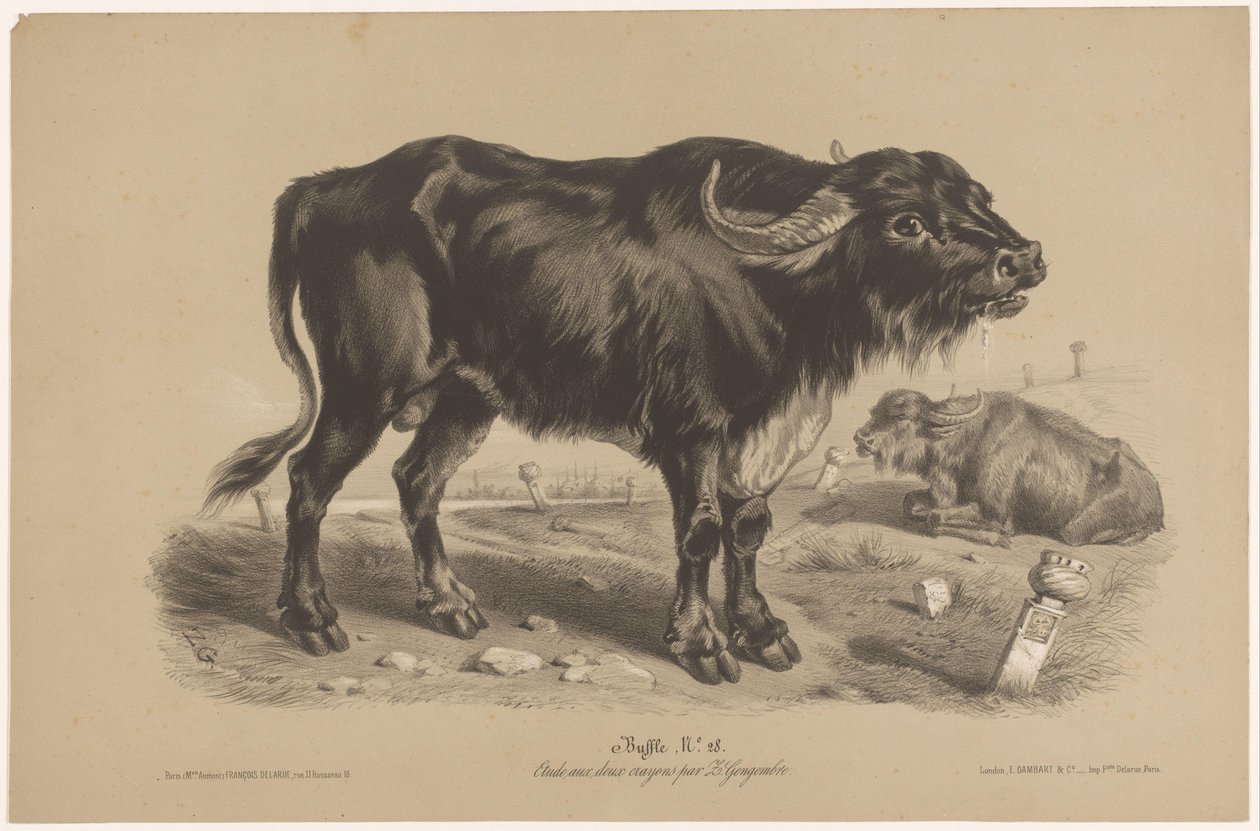 Bivaly Bivaly (cím a tárgyon) Dierenstudies in twee soorten krijt (sorozat címe) Z. Gengembre tanulmánya két ceruzával (sorozat címe) alkotó: Joseph Zephyris Gengembre