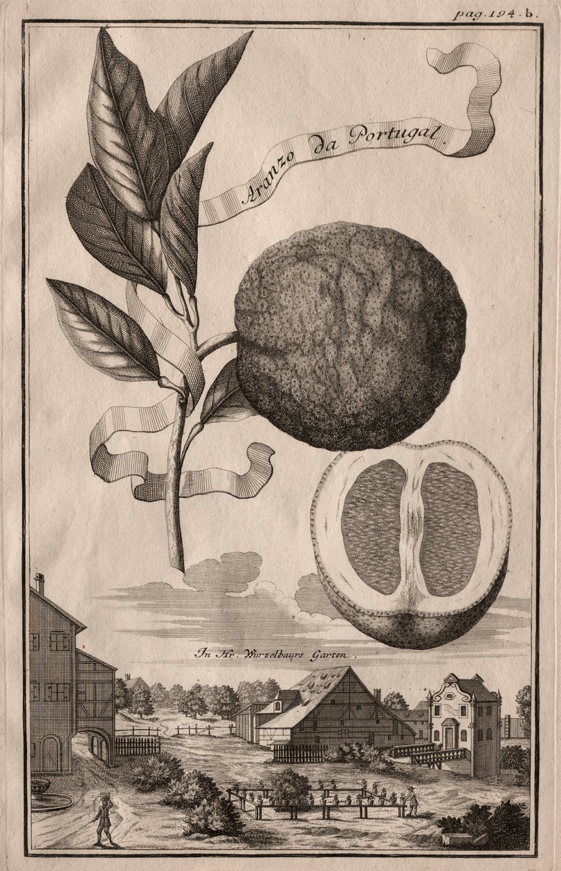 Nurnbergische Hesperides: Aranzo da Portugal, 1714. alkotó: Joseph de Montalegre