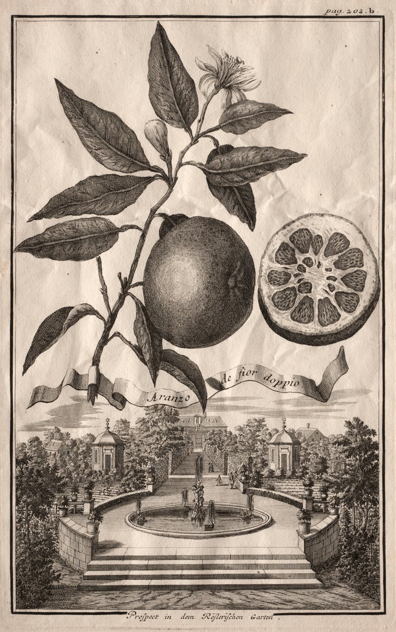 Nurnbergische Hesperides: Double Aranzo de fior, 1714. alkotó: Joseph de Montalegre