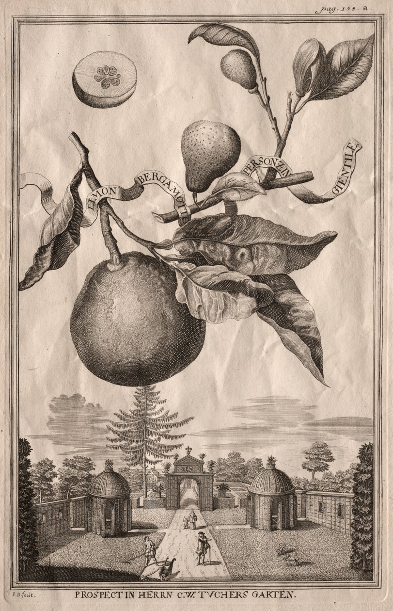 Nurnbergische Hesperides: Limon bergamot personzin gientile alkotó: Joseph de Montalegre