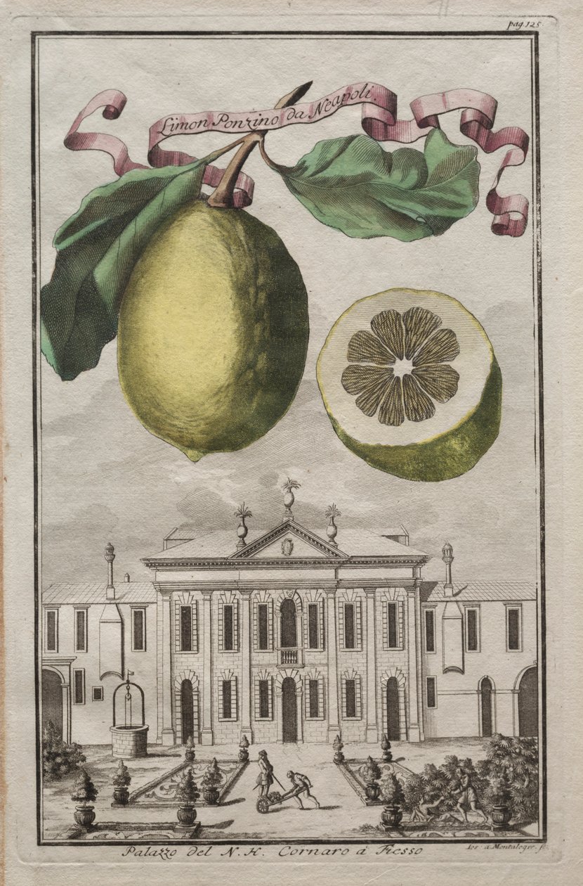 Nurnbergische Hesperides: No125 – Limon Ponzino da Neapoli. Palazzo del N. H. Cornaro à Fiesso, c170 alkotó: Joseph de Montalegre
