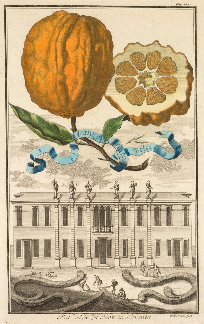 Nurnbergische Hesperides: No. 185 - Sweet Striated Aranzo. Palazzo del N. H. Fonte Noventában alkotó: Joseph de Montalegre