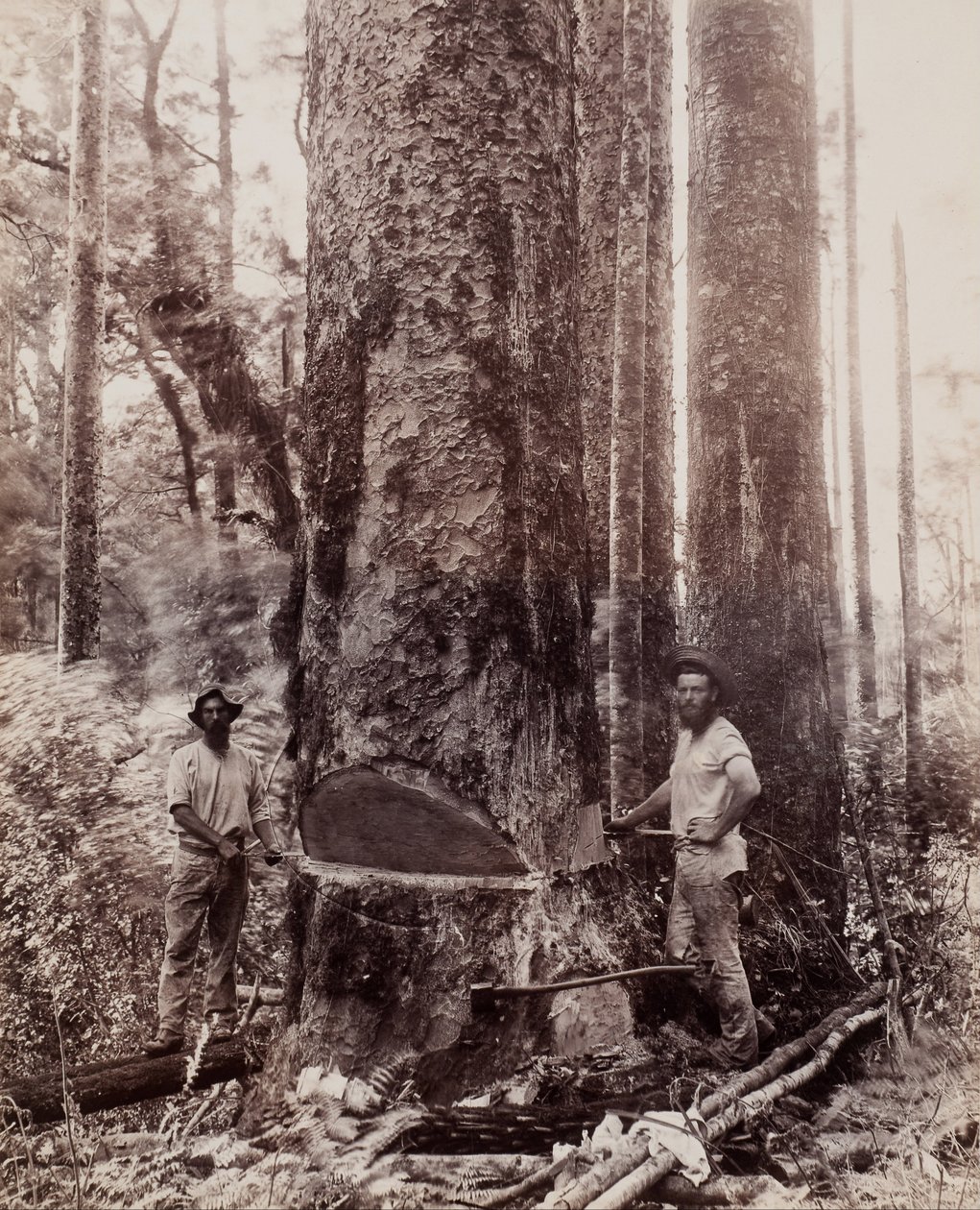 (A Kauri levágása) alkotó: Josiah Martin