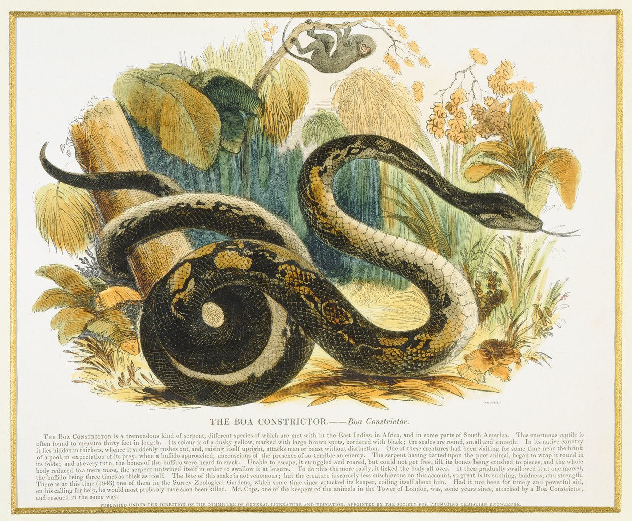 A Boa Constrictor, oktatási illusztrációs kocsma. a Keresztény Tudást Elősegítő Társaság által, 1843 (akvatinta) alkotó: Josiah Wood Whymper
