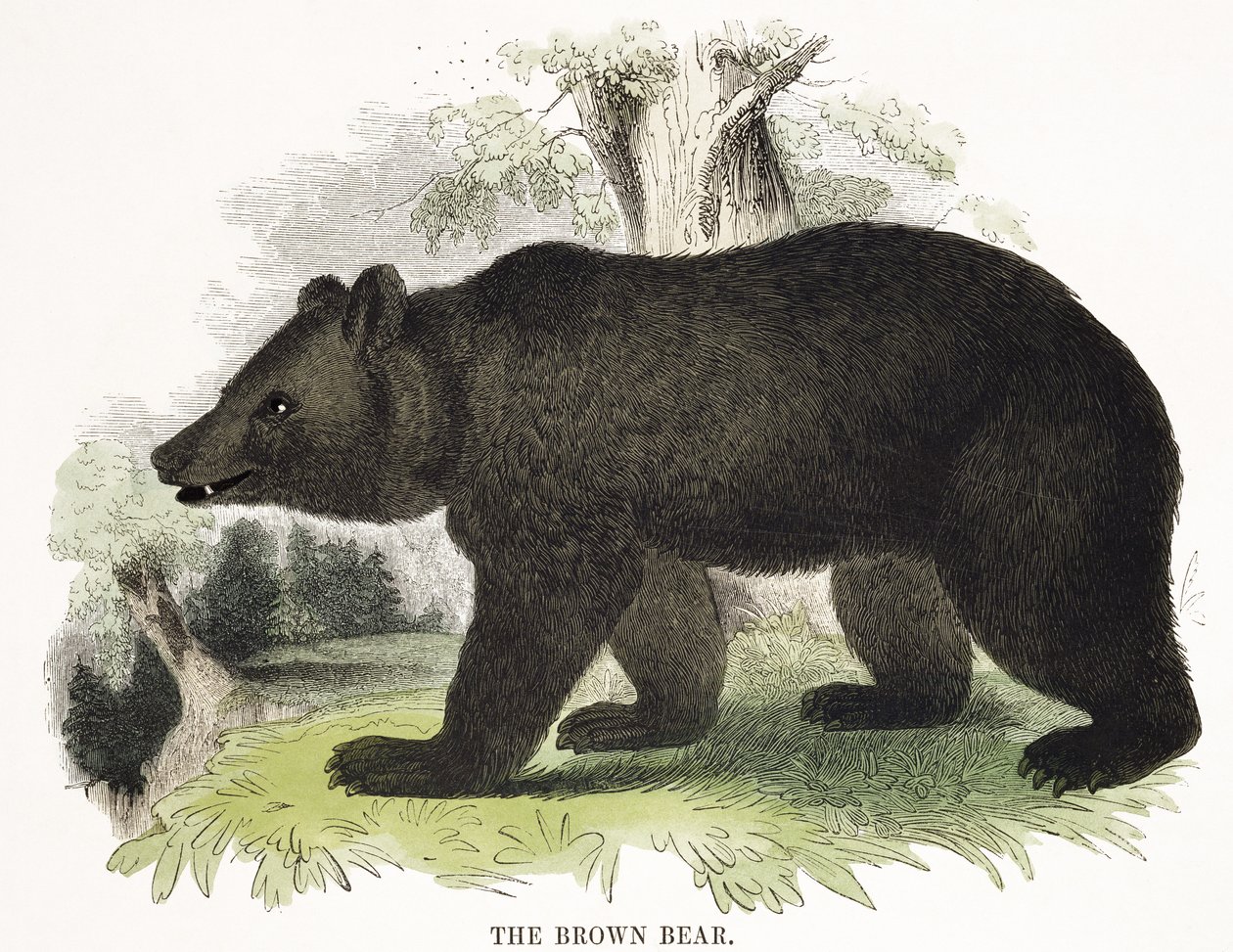 A barna medve, oktatási illusztrációs kocsma. a Keresztény Tudást Elősegítő Társaság által, 1843 (akvatinta) alkotó: Josiah Wood Whymper