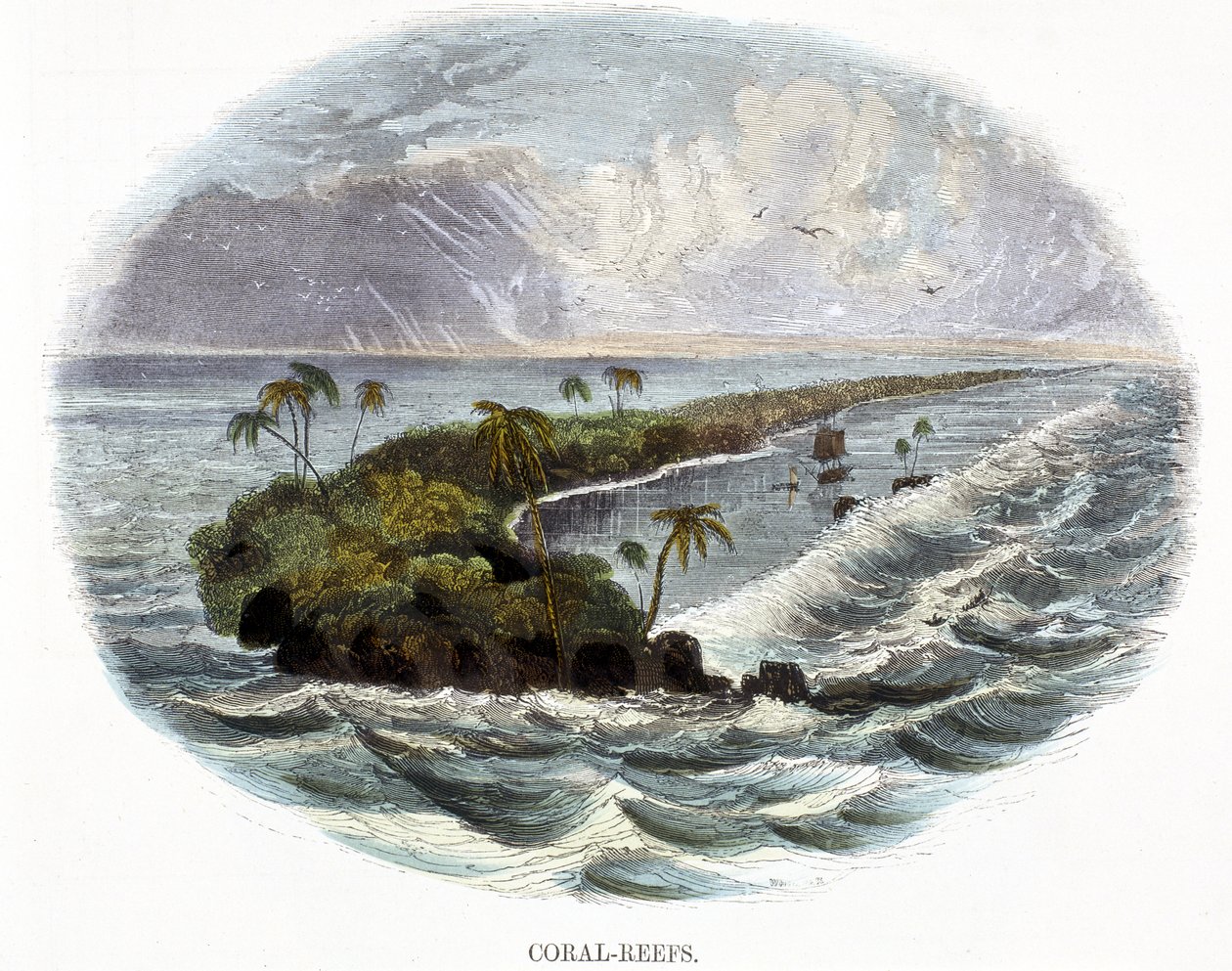 Korallzátonyok, a Természet jelenségeiből, 1849 alkotó: Josiah Wood Whymper