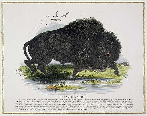 The American Bison, oktatási illusztrációs pub. a Keresztény Tudást népszerűsítő Társaság alkotó: Josiah Wood Whymper