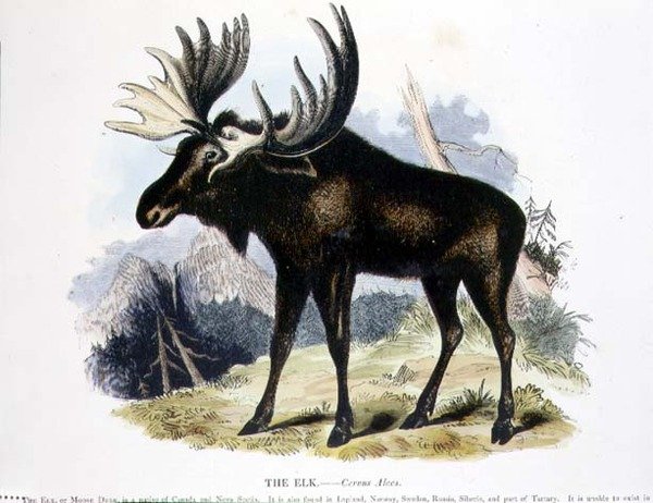 Az Elk (Cervus alces) ismeretterjesztő illusztrációs kocsma. a Keresztény Tudást népszerűsítő Társaság alkotó: Josiah Wood Whymper