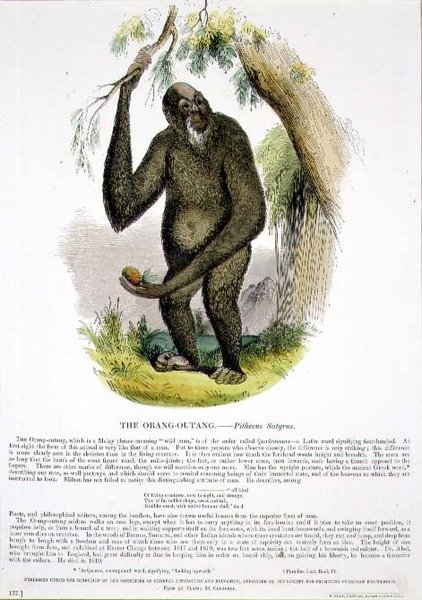 Az Orang-Outang (Pithecus satyrus) oktatási illusztrációs kocsma. a Keresztény Tudást népszerűsítő Társaság alkotó: Josiah Wood Whymper