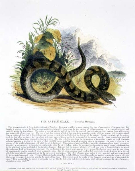 A csörgőkígyó (Crotalus horridus) ismeretterjesztő illusztrációs kocsma. a Keresztény Tudást népszerűsítő Társaság alkotó: Josiah Wood Whymper