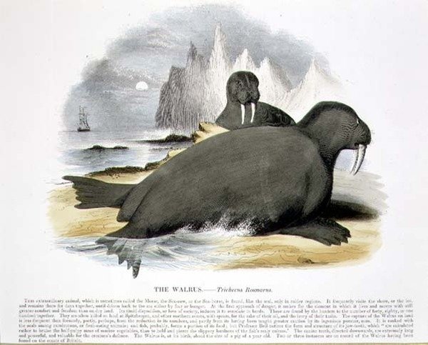 A Rozmár (Trichecus rosmarus) ismeretterjesztő illusztrációs kocsma. a Keresztény Tudást népszerűsítő Társaság alkotó: Josiah Wood Whymper