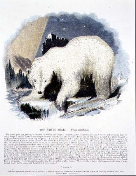 A Fehér Medve (Ursus maritimus) ismeretterjesztő illusztrációs kocsma. a Keresztény Tudást népszerűsítő Társaság alkotó: Josiah Wood Whymper