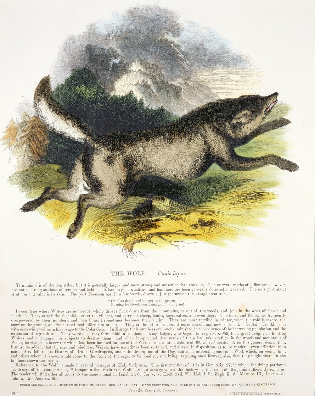 A Farkas (Canis lupus) ismeretterjesztő illusztrációs kocsma. a Keresztény Tudást Elősegítő Társaság által, 1843 (akvatinta) alkotó: Josiah Wood Whymper
