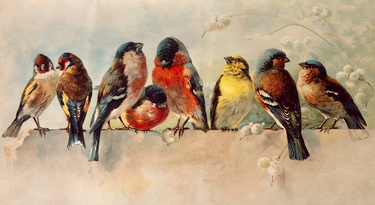  alkotó: Josse Photo