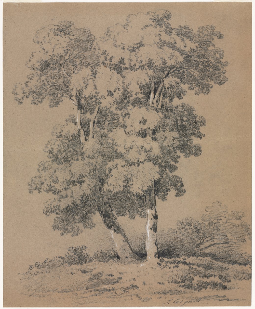 Fatanulmány, 19. század. alkotó: Jules Coignet