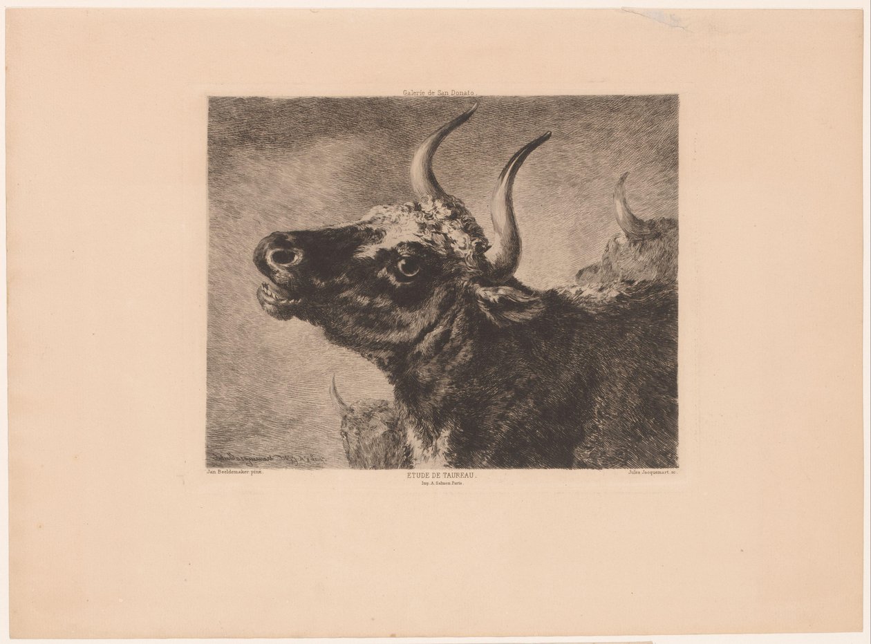 Egy bika feje Etude de taureau. (cím a tárgyon) alkotó: Jules Ferdinand Jacquemart