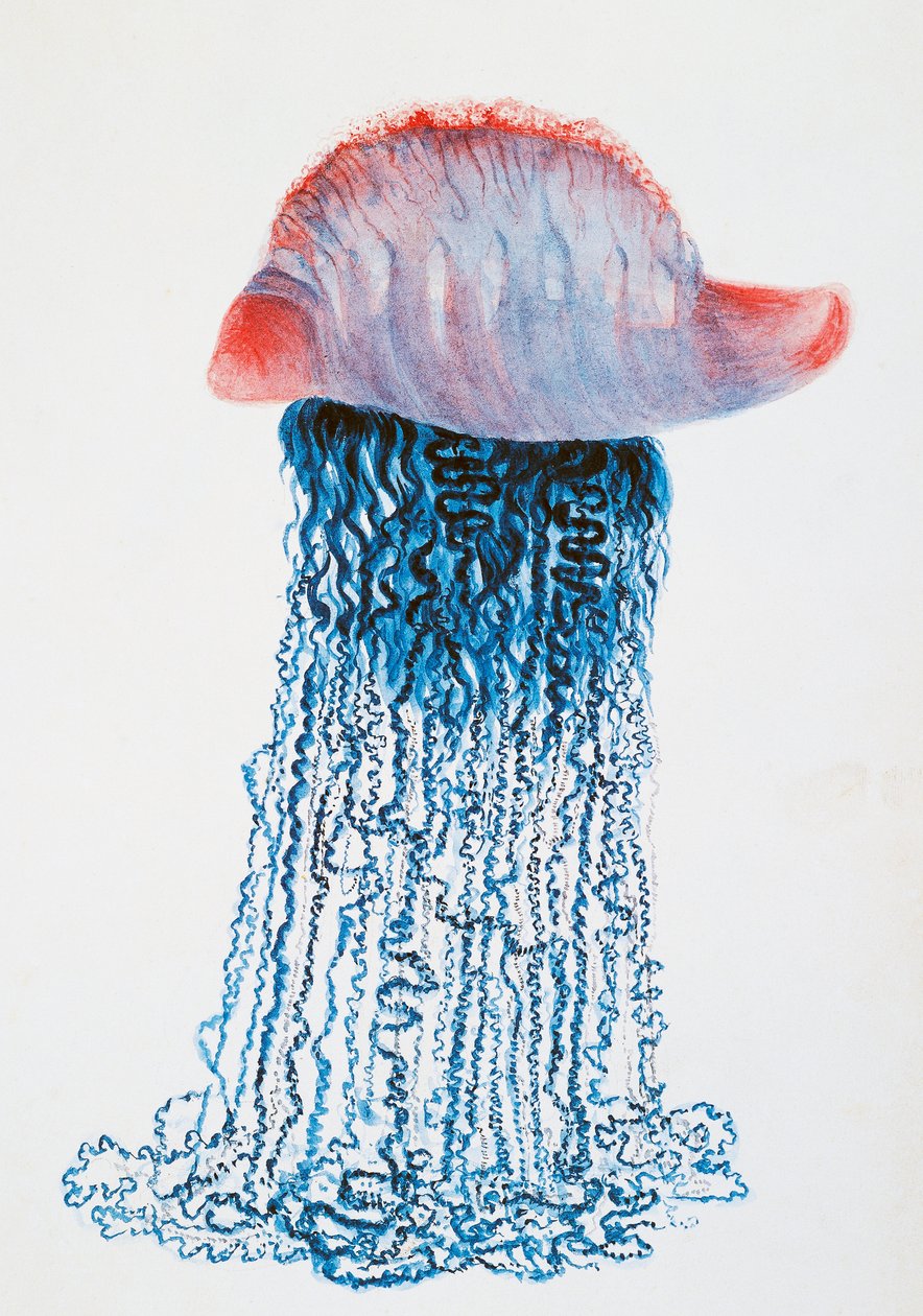 Medusa (Physalis pelagic), Brazília, Jules Louis Lejeun (1804-1851) rajza Duperrey világ körüli utazásából, Louis Isidore Duperrey (1786-1865), Franciaország alkotó: Jules Louis Lejeun
