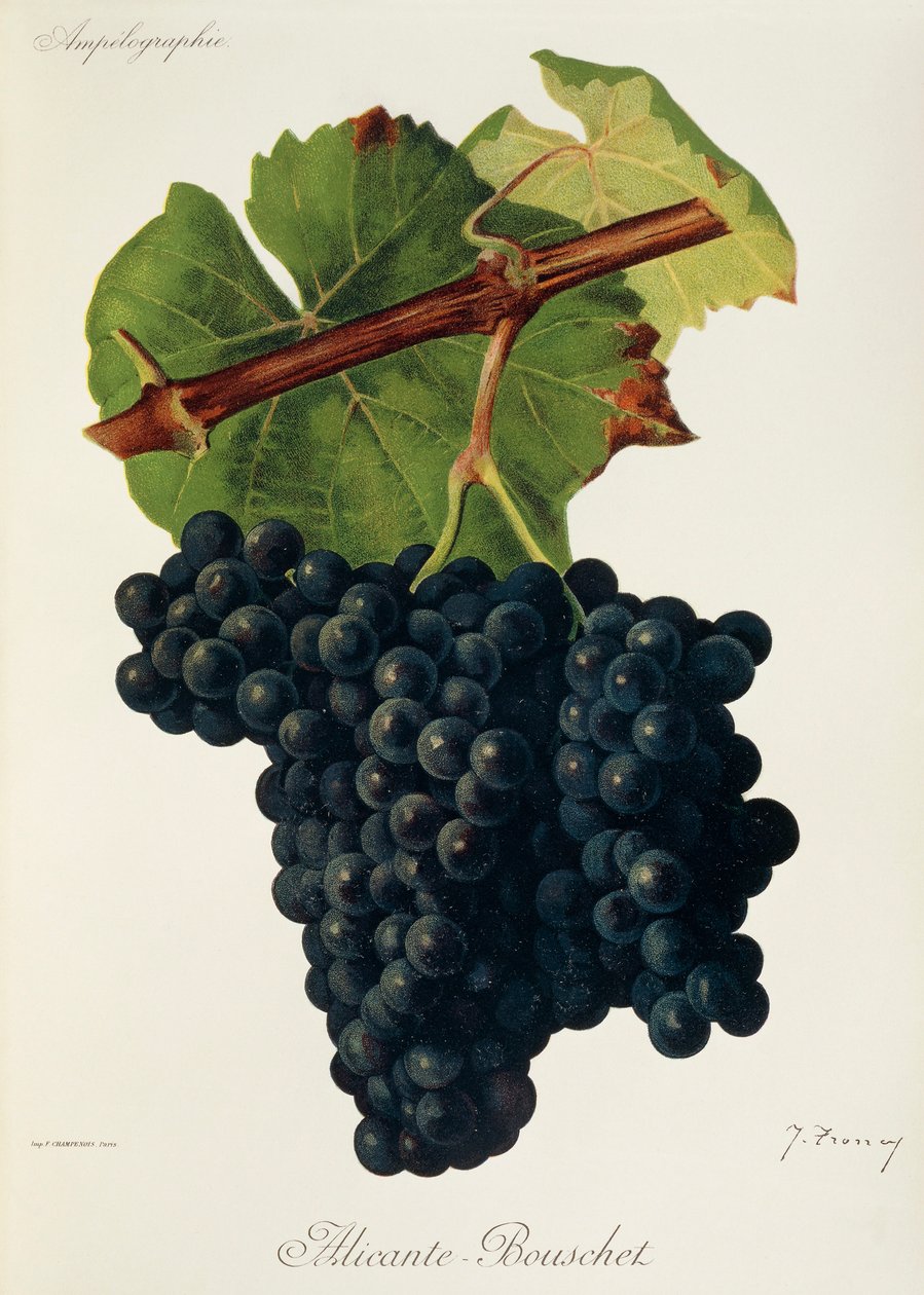 Alicante-Bouschet szőlő, J. Troncy alkotó: Jules Troncy