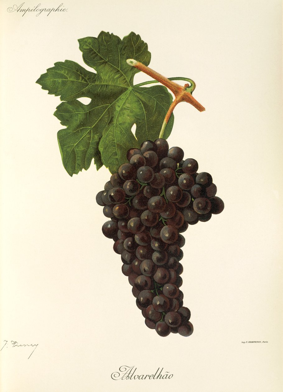 Alvarelhao szőlő, J. Troncy alkotó: Jules Troncy
