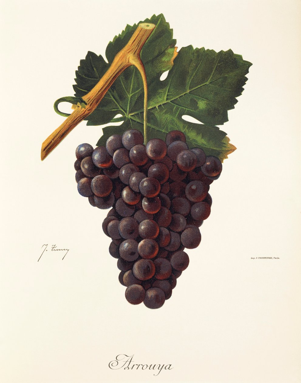 Arrouya szőlő, J. Troncy alkotó: Jules Troncy