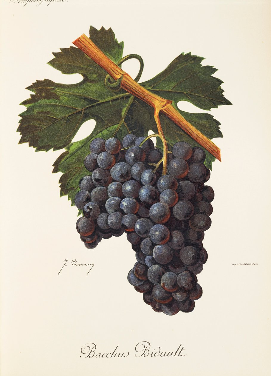 Bacchus Bidault szőlő, J. Troncy alkotó: Jules Troncy