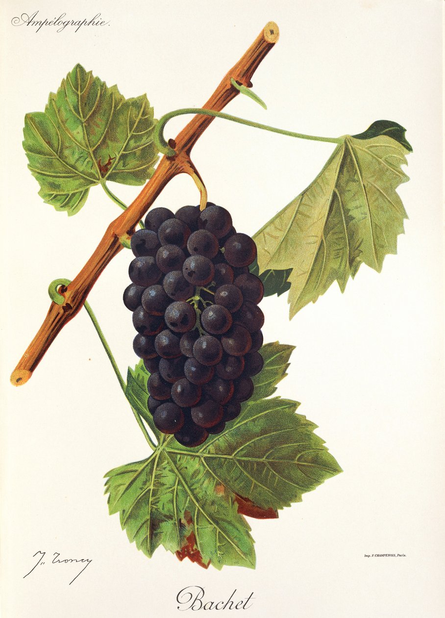 Bachet szőlő, J. Troncy alkotó: Jules Troncy
