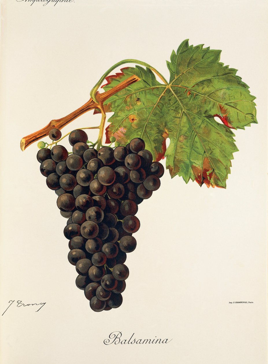 Balsaminaszőlő, J. Troncy alkotó: Jules Troncy
