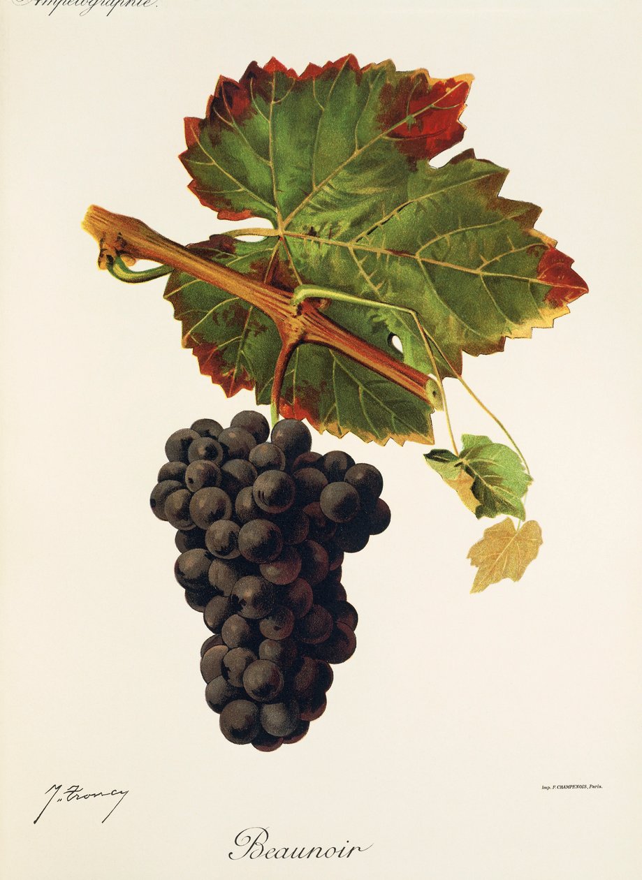 Beaunoir szőlő, J. Troncy alkotó: Jules Troncy