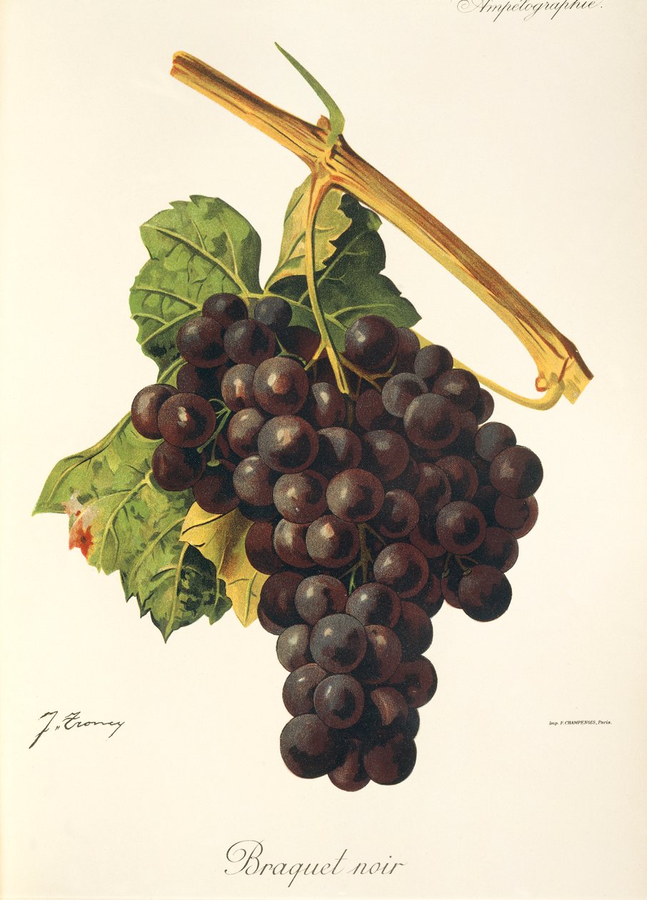 Braquet Noir szőlő, J. Troncy alkotó: Jules Troncy