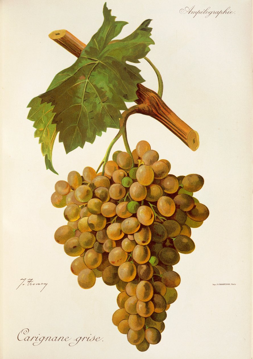 Carignane Grise szőlő, J. Troncy alkotó: Jules Troncy