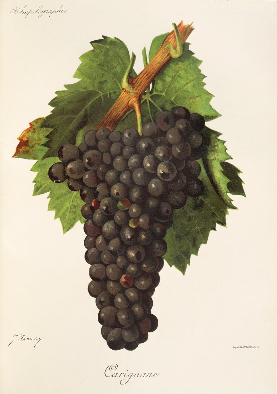 Carignane szőlő, J. Troncy alkotó: Jules Troncy