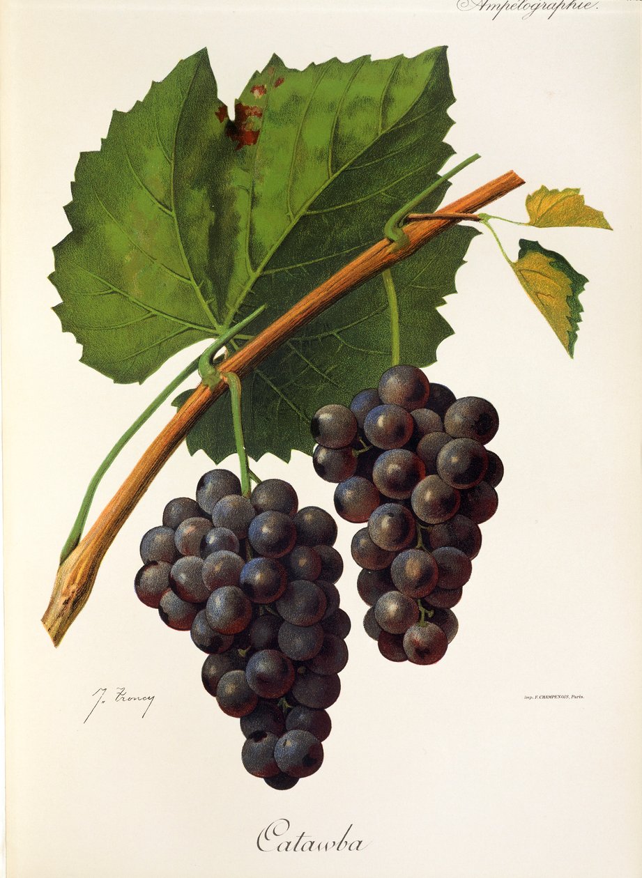 Catawba szőlő, J. Troncy alkotó: Jules Troncy