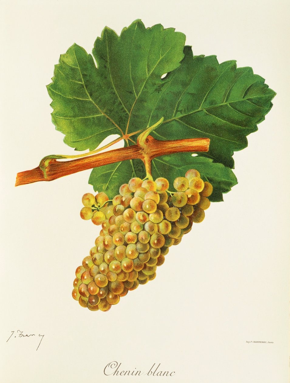 Chenin Blanc szőlő, J. Troncy alkotó: Jules Troncy