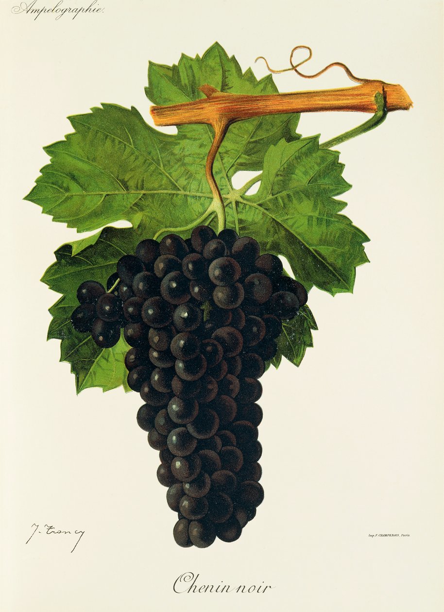 Chenin Noir szőlő, J. Troncy alkotó: Jules Troncy