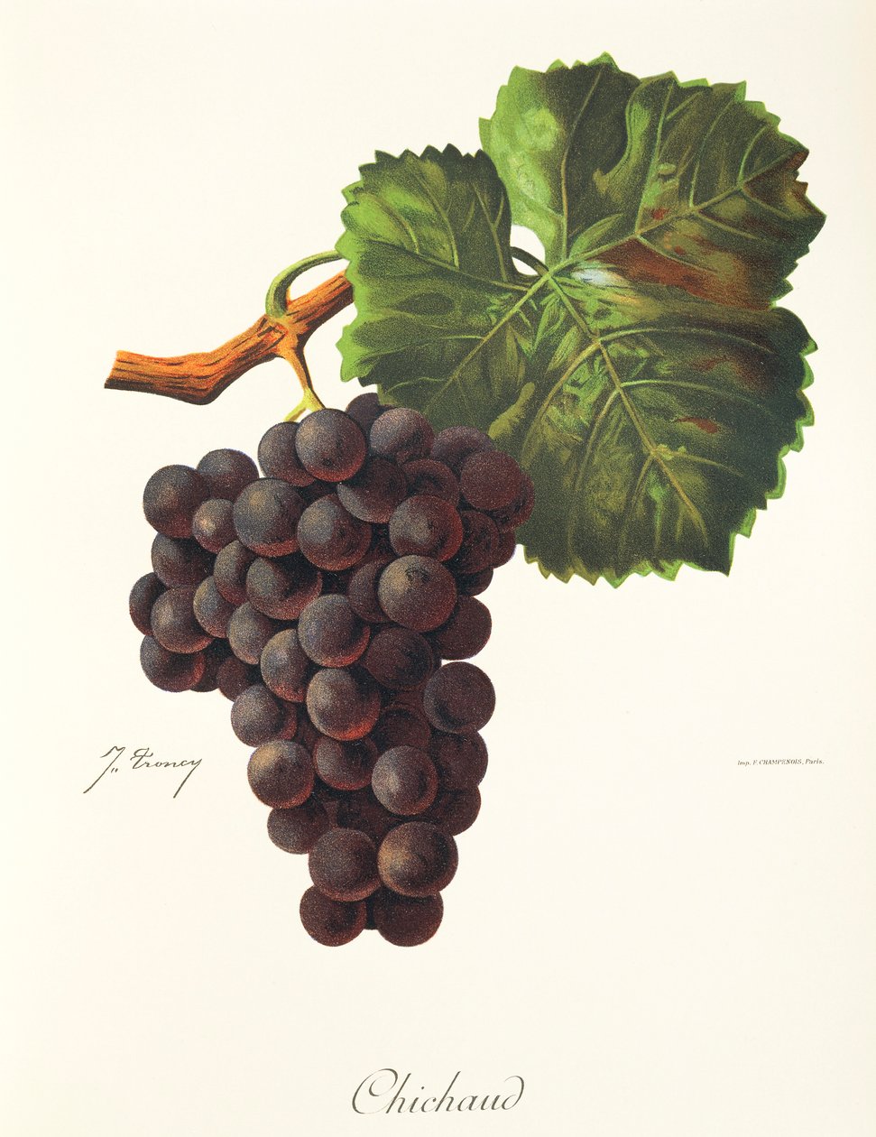 Chichaud szőlő, J. Troncy alkotó: Jules Troncy