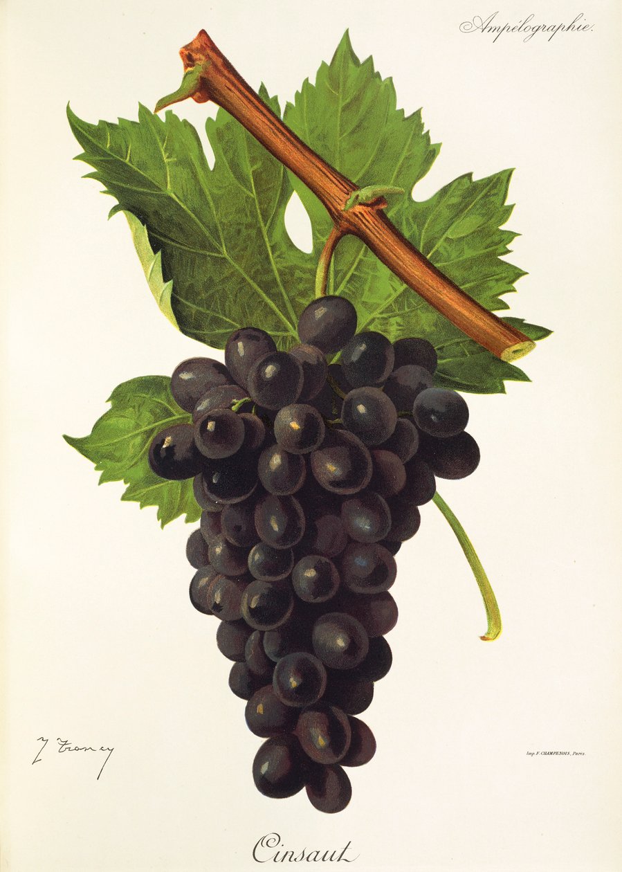 Cinsaut szőlő, J. Troncy alkotó: Jules Troncy