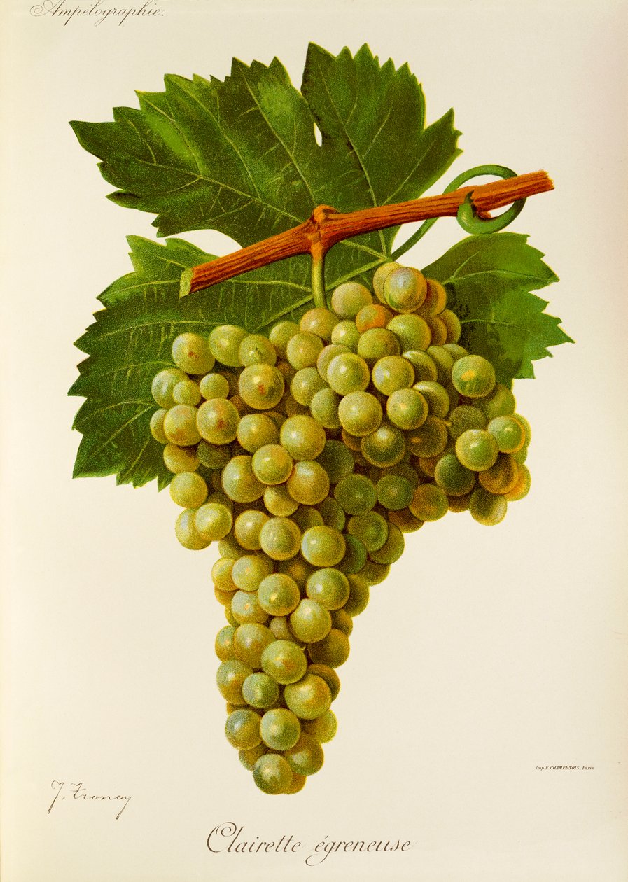 Clairette Egreneuse szőlő, J. Troncy alkotó: Jules Troncy