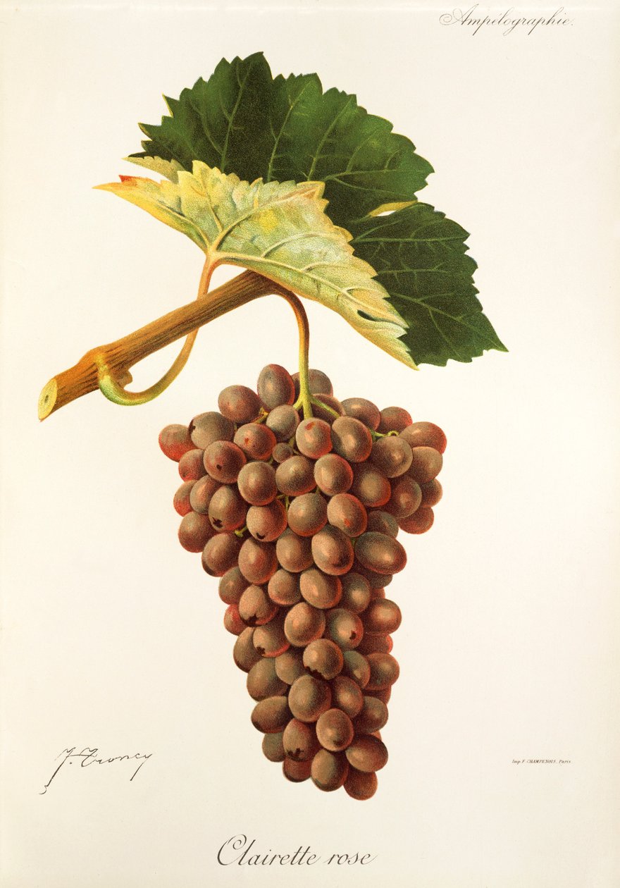 Clairette Rose grape by J. Troncy   1414254   hu       hungarian Successfully Translated  Original: The Moon Rises (oil on board) Translat: The Moon Rises (oil on board) 1411782 hu hungarian Successfully Translated Original: Wild Flowers, Jamaica Translat: alkotó: Jules Troncy