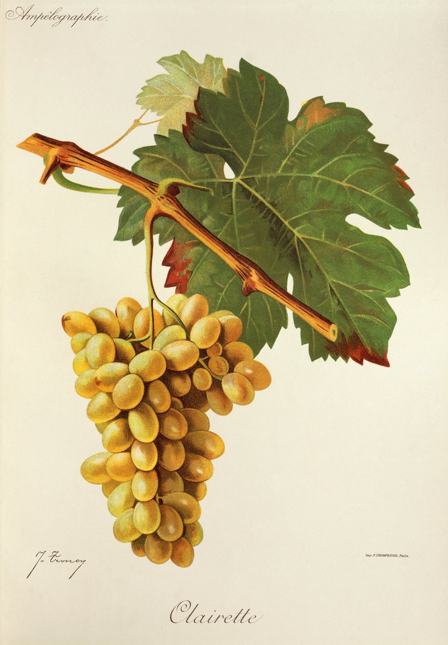 Clairette szőlő, J. Troncy alkotó: Jules Troncy