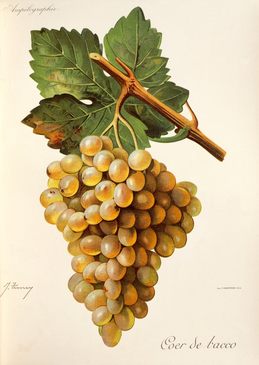 Coeur de Bacco szőlő, a Traite General de Viticulture cégtől. Ampelográfia alkotó: Jules Troncy