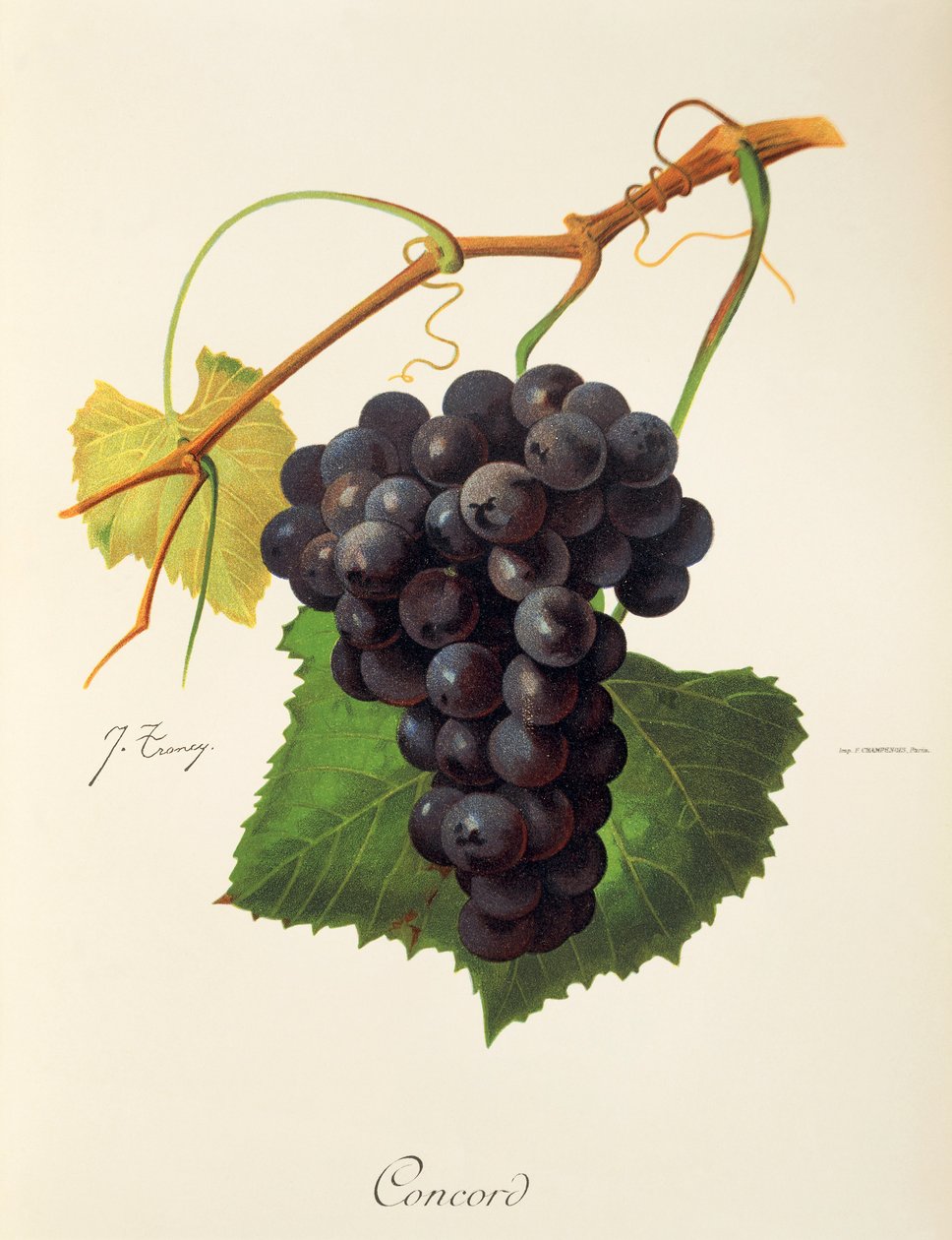 Concord szőlő, J. Troncy alkotó: Jules Troncy